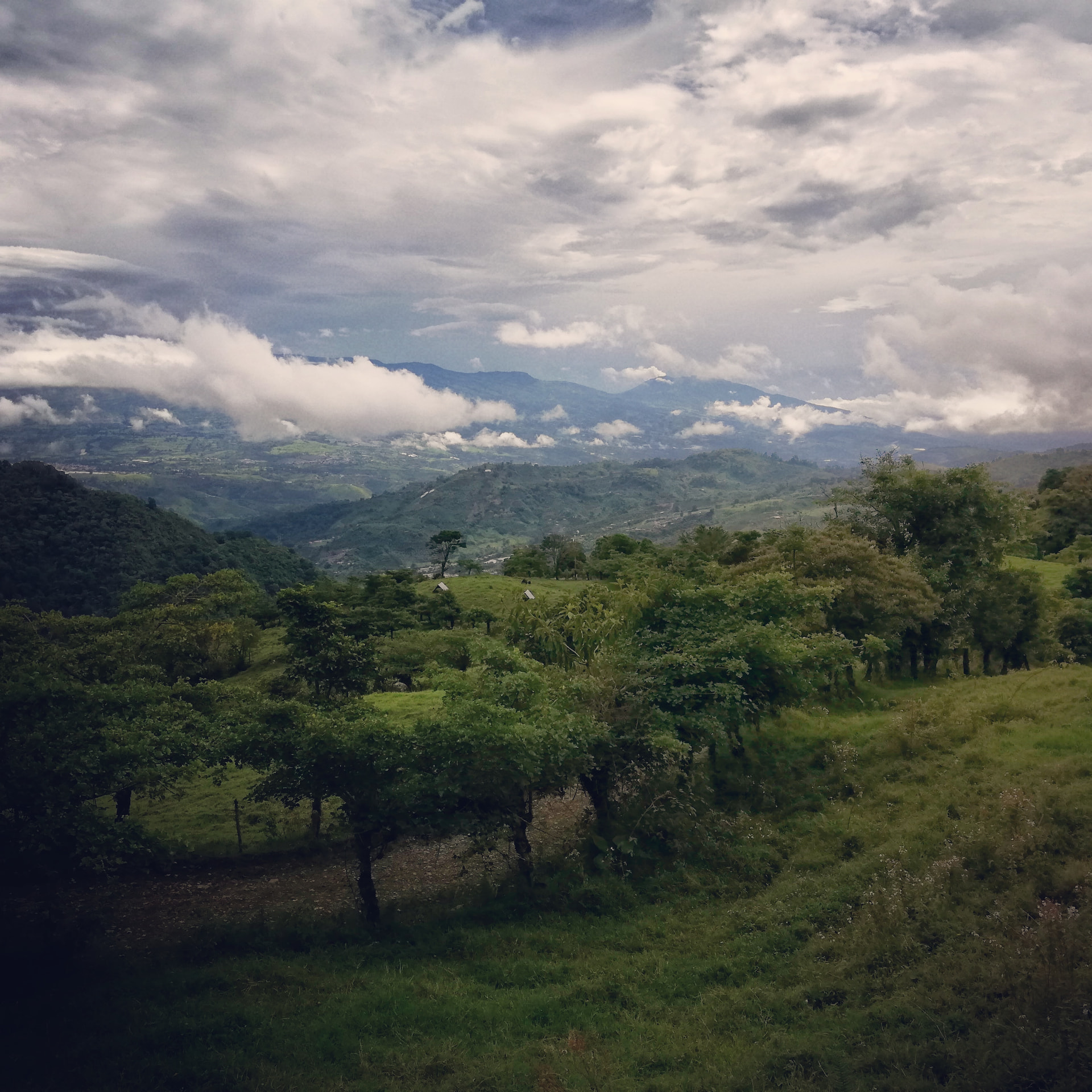 Stream flowing through tropical cloud forest